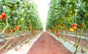 Agadir sur tous les fronts pour défendre sa production : La tomate du Souss reprend des couleurs