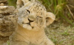 Insolite : Un lionceau chez soi