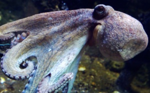 Des scientifiques créent un tissu artificiel de camouflage inspiré du poulpe