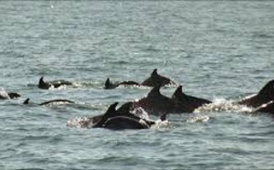 La saison meurtrière des dauphins de la mer Noire