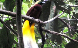 Dans la jungle de Papouasie, menace sur les oiseaux de Paradis
