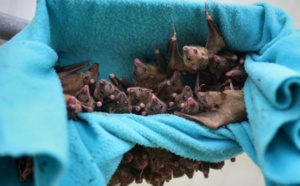 Comment les chauves-souris apprennent à crier