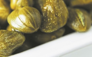 La câpre au niveau de Safi contribue à hauteur de 38% de la production nationale