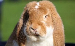 Insolite : Les Polonais invités à prendre exemple sur les lapins