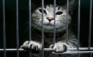 Insolite : Chat meurtrier
