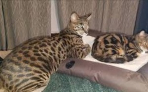 Insolite : Chat porté disparu