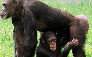 Les chimpanzés capables d'évaluer un danger et d'en avertir leurs congénères