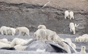 Des ours polaires massés sur une île à cause du réchauffement