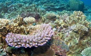 Des chercheurs réussissent à transplanter du corail
