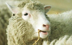 L'arthrose de Dolly sans rapport avec son clonage