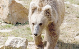 Le Yéti ? Un ours des hautes montagnes de l'Asie