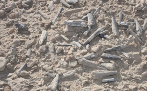 Des œufs fossilisés révèlent les secrets du ptérosaure