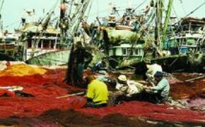 Sit-in des fonctionnaires devant l’Administration centrale des Pêches maritimes : “Halieutis”, une feuille de route mal barrée