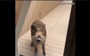Insolite : Panique au lycée