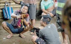 A Bali, les coqs combattent malgré le volcan