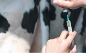 Campagne de vaccination de rappel des bovins contre la fièvre aphteuse couplée à l’identification des bovins non identifiés