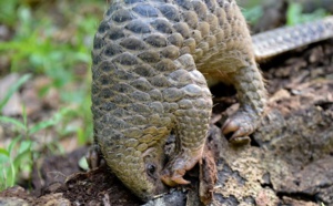 Le trafic de pangolins, véritable casse-tête