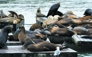 Insolite : ​Des nageurs attaqués  par des lions de mer