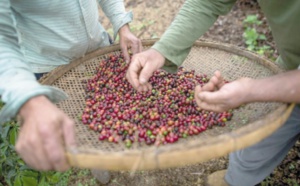 Les plantations de café, nouvelle niche touristique au Brésil