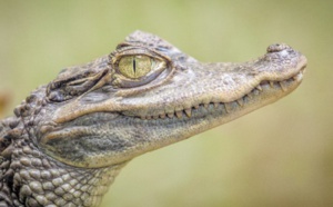 Insolite : Face à un crocodile