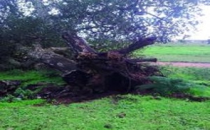 Projet de création d’un centre de transfert de déchets au cœur de la forêt de chêne liège : Crime écologique prémédité à la Maâmora
