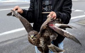 L'Albanie perd son aigle