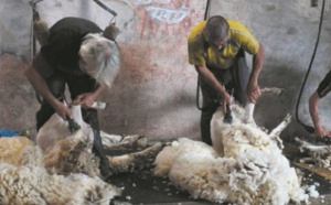 Des moutons aux berlines allemandes, l'Uruguay fait voyager sa laine