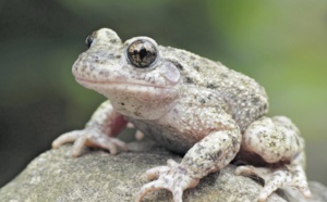 Insolite : Copulation des crapauds