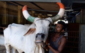 Insolite : "Thérapie de la vache"