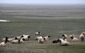 Ces moutons roumains qui rendent chèvres les militaires américains