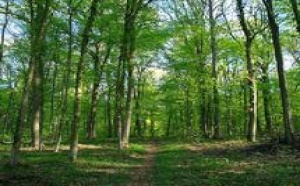 La question pastorale en forêt