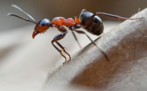 Les fourmis, une source future de médicaments ?