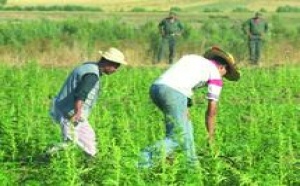 Forte tension entre gendarmes et exploitants des champs de cannabis :  Drogue et armes à feu à Bab Berrad