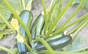Menace sur la courgette : Le virus New Delhi constitue un danger pour 2.000 hectares d’une plante très prisée par la cuisine marocaine