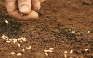 La région de Casa-Settat fournit 35% de la production nationale de semences sélectionnées