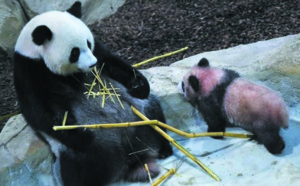 Plus de visiteurs dans les zoos grâce à “un effet panda”