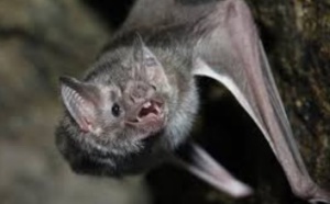 Les secrets des vampires pour ne vivre que de sang