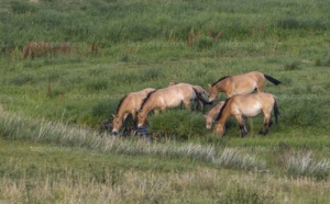 Il n'existe plus de chevaux sauvages sur Terre