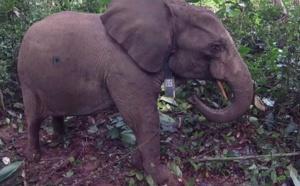 Les éléphants de différentes espèces ne s'accouplent plus entre eux
