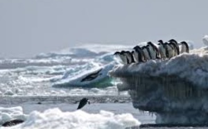 Découverte de  manchots Adélie  isolés en Antarctique