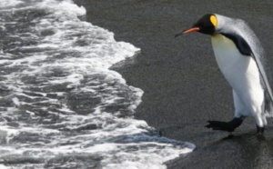 Pour les manchots royaux, l'exil incertain ou la mort