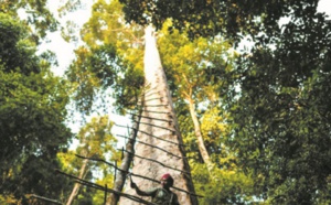 En Malaisie, les chasseurs de miel de l'extrême