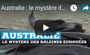 Australie : le mystère des baleines échouées