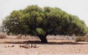 Gestion durable de l’arganeraie et enjeux  de la lutte contre la désertification