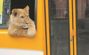 Insolite : Un lion dans le bus
