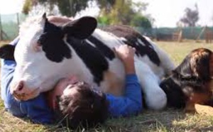 Insolite : ​ C’est vache