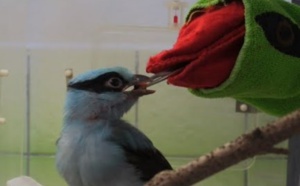 Une marionnette pour nourrir des oiseaux menacés de Java