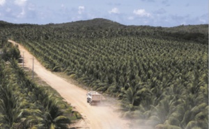 Désormais, tout est bon dans la noix de coco