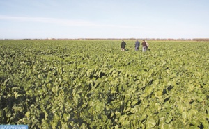 ONCA, FOLEA et AGROPOL s’engagent à développer la filière des cultures oléagineuses
