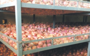 Le Maroc et les Pays-Bas conviennent de construire une unité de stockage des oignons à El-Hajeb